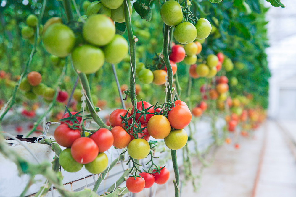 hydroponics tomatoes in spring