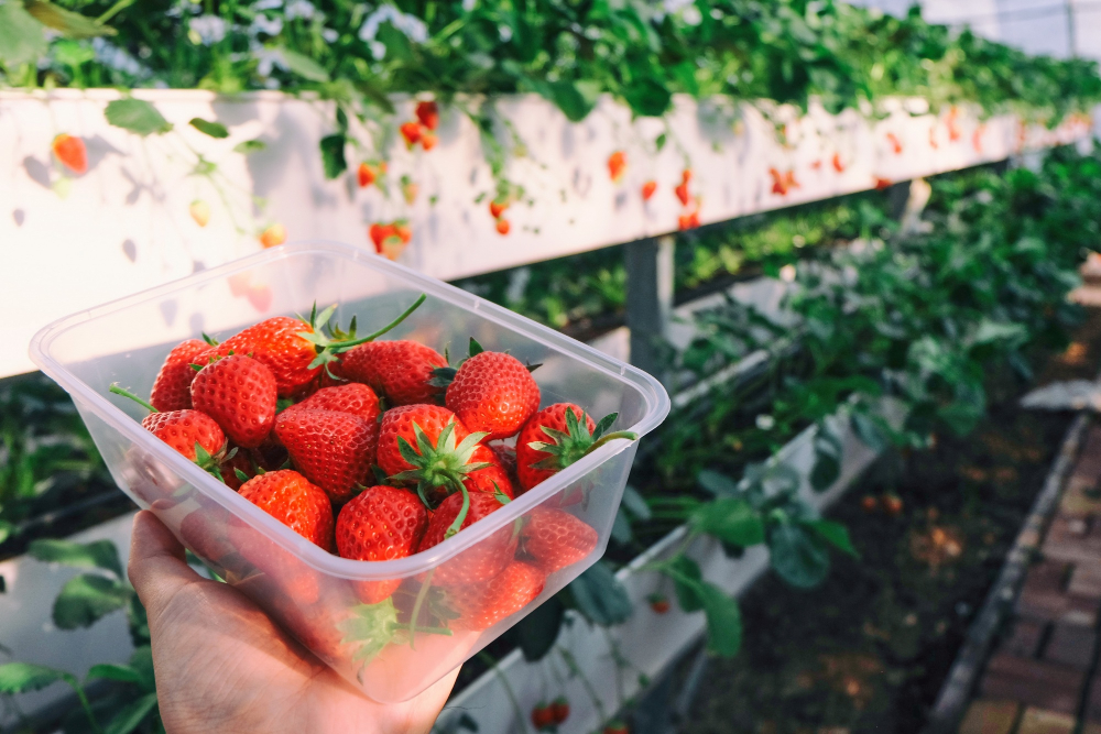 hydroponics strawberry