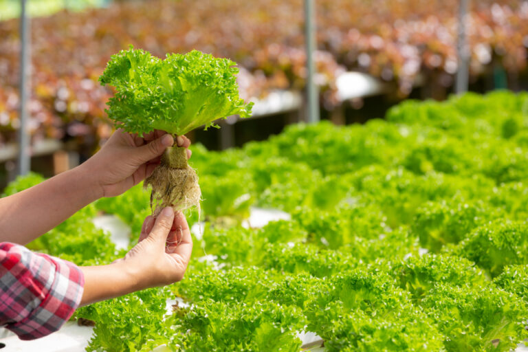8 Best hydroponics plants to grow in spring