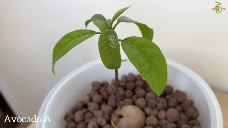Thriving with Hydroponic Avocados: A Guide to Soilless Growth