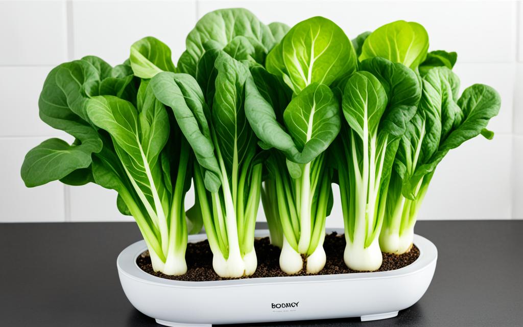 hydroponic bok choy nutrients