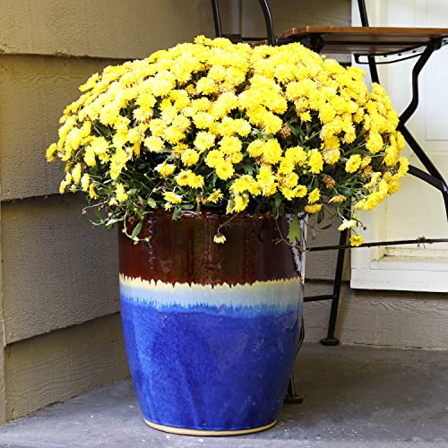 Sunnydaze Captivating Vista 14-Inch Outdoor/Indoor Ceramic Planter - Beachcomber