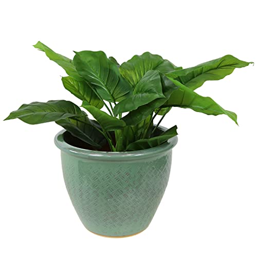 Sunnydaze Planter Review: Seaside Dreams for Plant Lovers