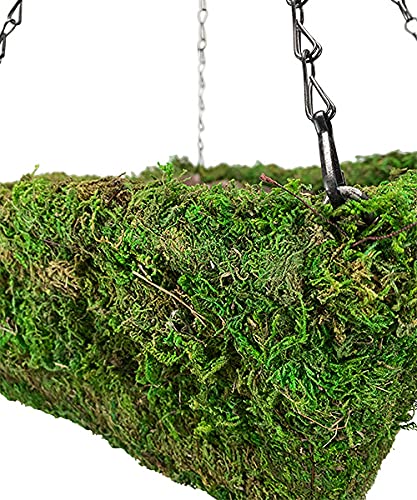 Panacea 83557 Natural Moss Square Hanging Baskets, Green, 14