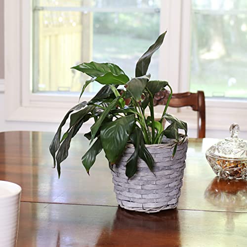 Sunnydaze 5-Piece Wicker Planter Basket Set - Indoor Use Only - Plastic Lined Flower Pots - Gray Poplar Construction with Steel Wire Frame - 6.75-Inch Diameter